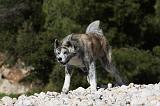 AKITA INU 275